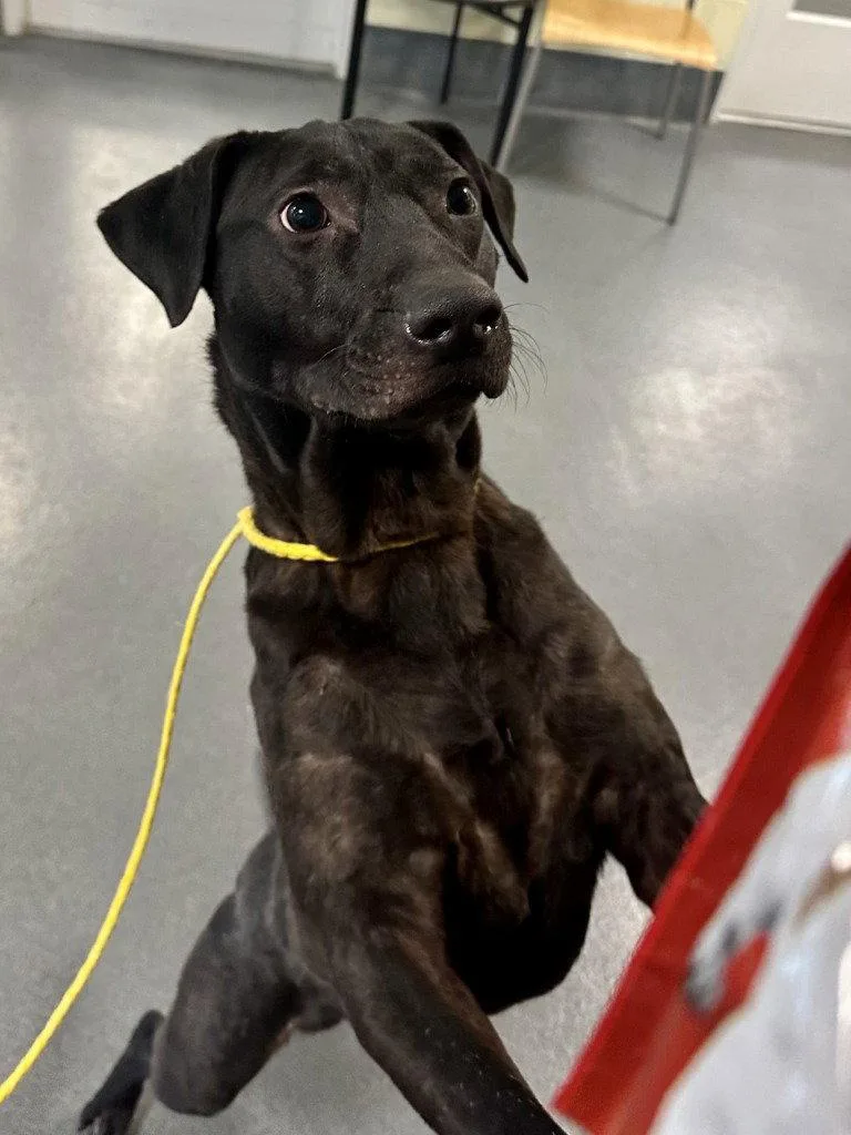 Da  Jack thumbnail 2