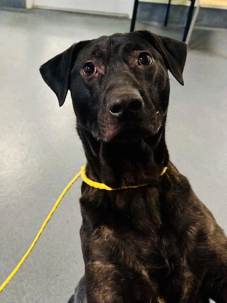 Da  Jack thumbnail 3