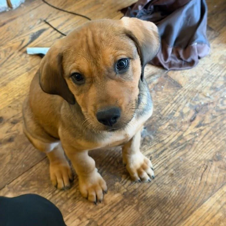 Lightloop thumbnail 2