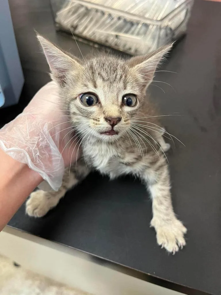 A baby small-sized male Domestic Short Hair cat named Whiskers for adoption in New Braunfels, TX