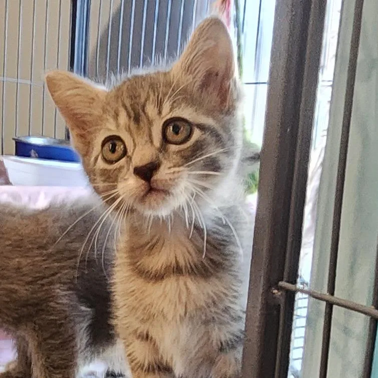 A young large-sized female Domestic Short Hair cat named Lulu for adoption in Muncie, IN