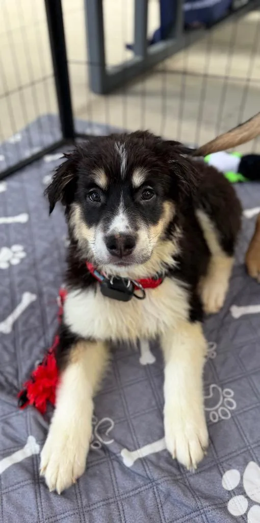 A baby medium-sized male Shepherd dog named Ramesh for adoption in Fort Lupton, CO