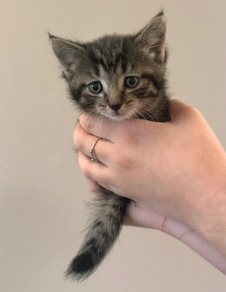 A baby small-sized male Domestic Short Hair cat named Chris for adoption in Defiance, OH