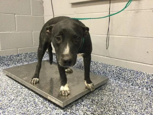 A young medium-sized female Labrador Retriever dog named Viki for adoption in Thousand Palms, CA