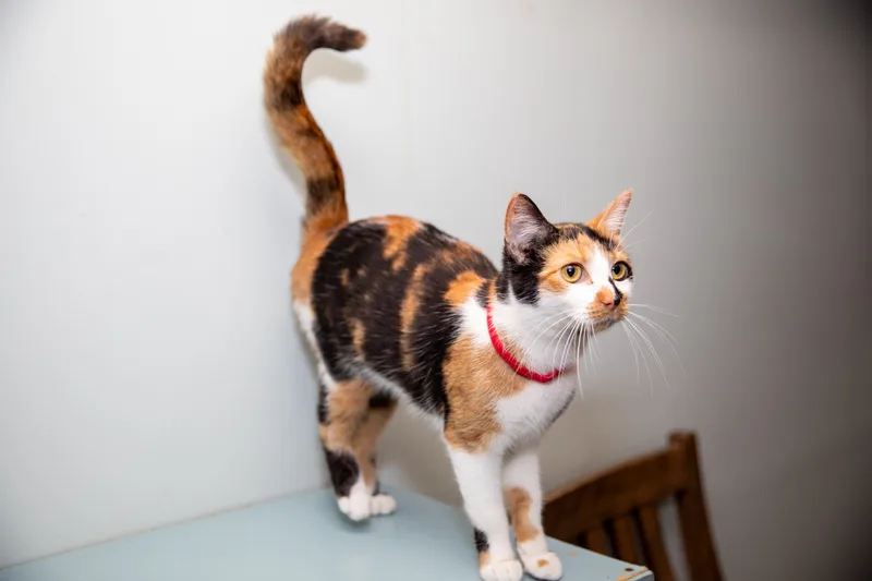 Miss Mischief thumbnail 2