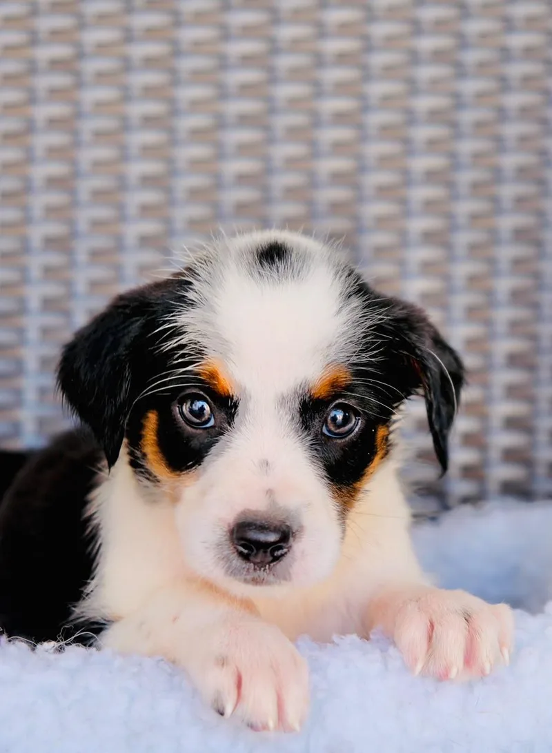 A baby medium-sized female Border Collie dog named MOOana for adoption in San Diego, CA