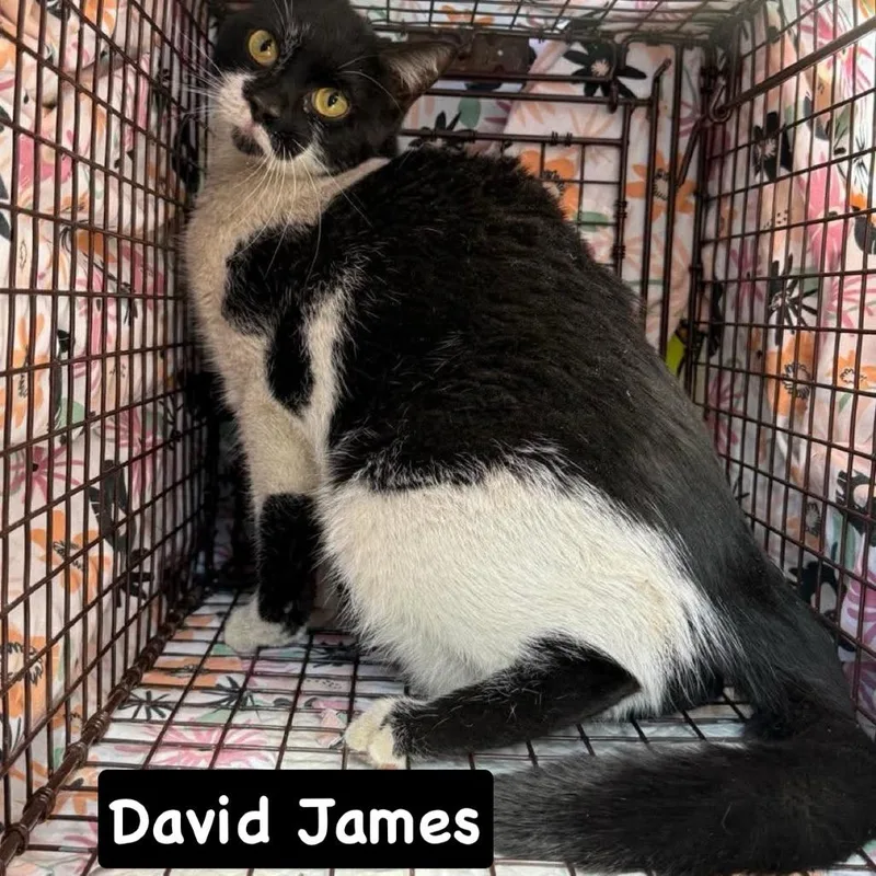 An adult medium-sized female Black Domestic Short Hair cat named David James for adoption in Philadelphia, PA