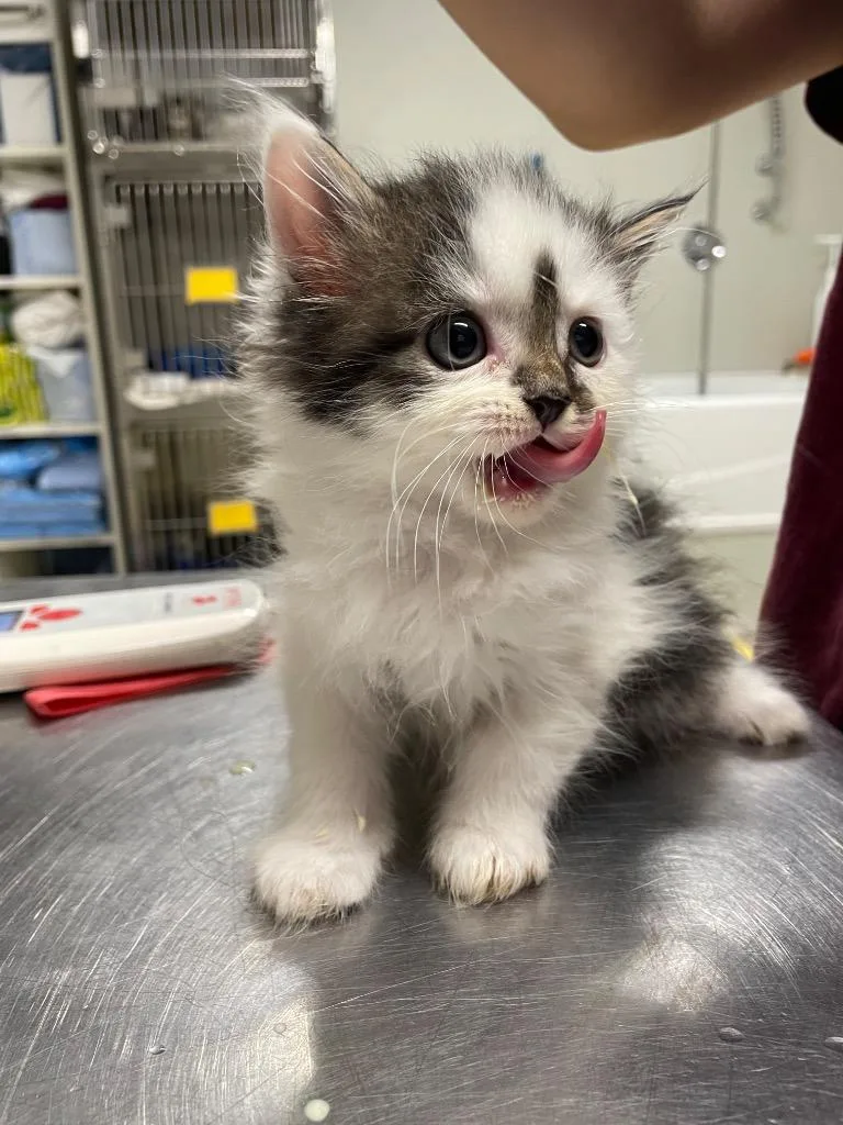 A baby medium-sized female Persian cat named Wanda for adoption in Fall River, MA