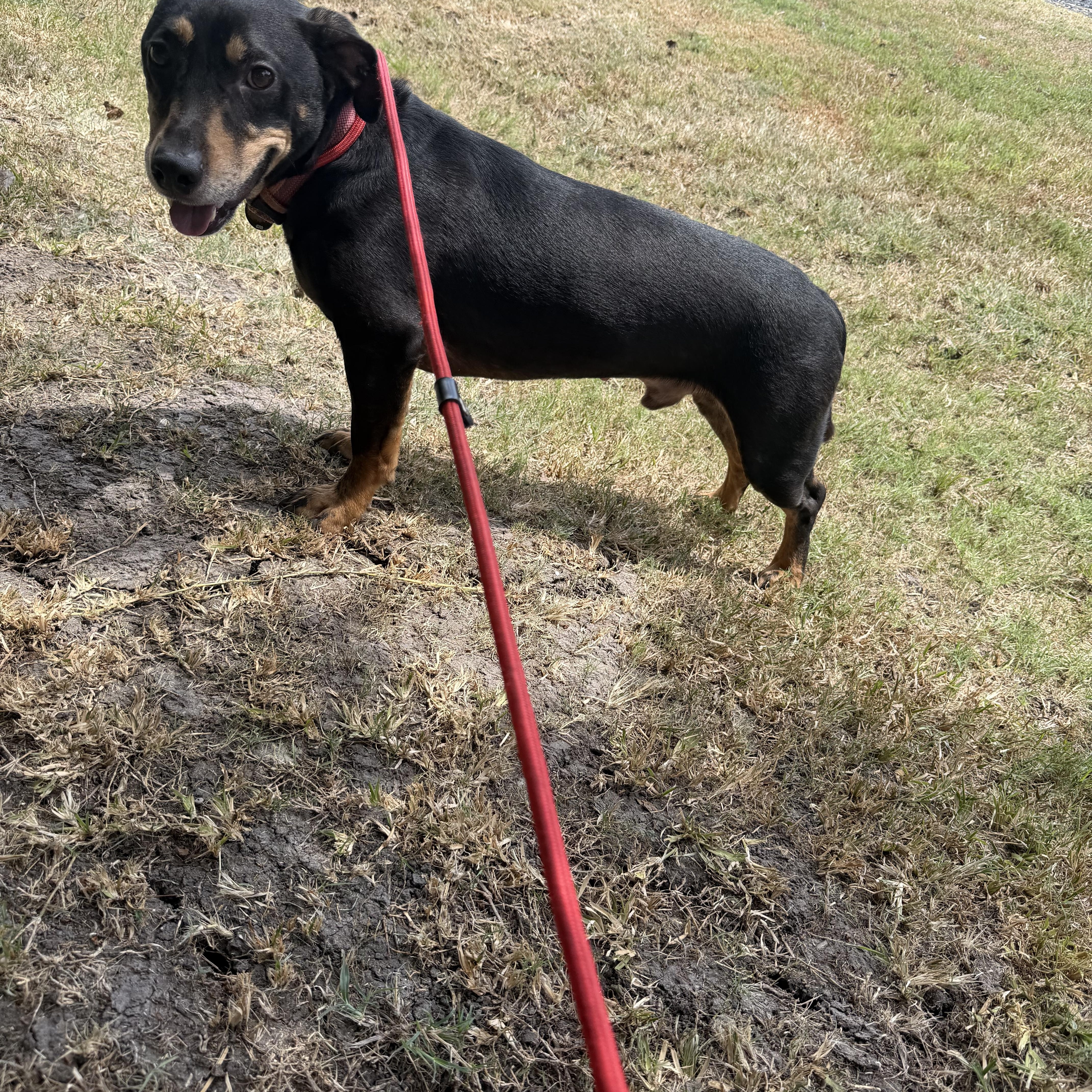 An adult medium-sized male Dachshund dog named Whiskey for adoption in Louise, TX