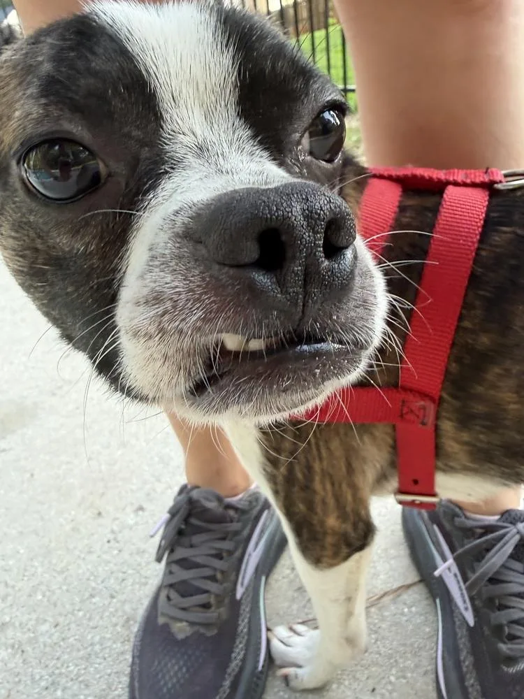 A young small-sized male Boston Terrier dog named Calvin BookerDallas GA for adoption in Maryville, TN