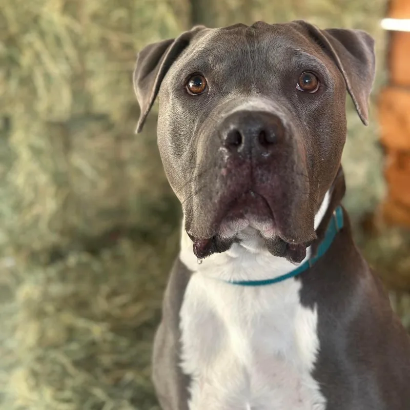 A senior large-sized male Gray / Blue / Silver American Staffordshire Terrier dog named Abe for adoption in Lompoc, CA