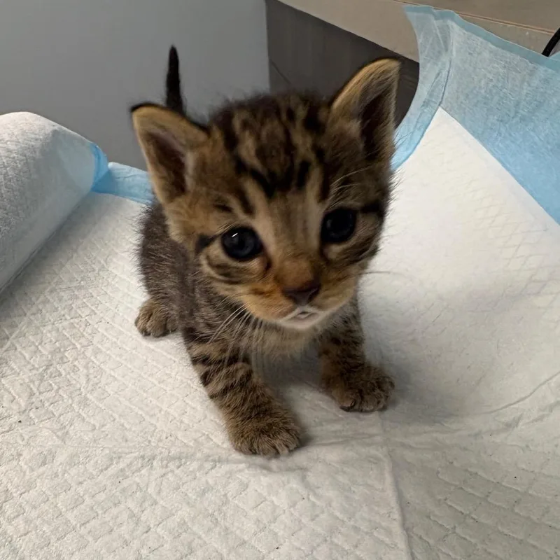 A baby small-sized male Brown / Chocolate Domestic Short Hair cat named OPACBinx for adoption in Oak Park, IL
