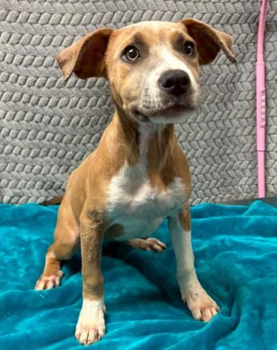 A baby medium-sized female Terrier dog named Magnolia for adoption in Lampasas, TX