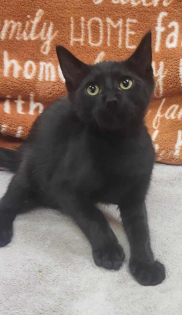 Louie