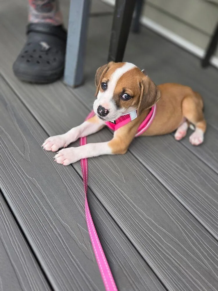 A baby medium-sized female White / Cream Hound dog named Cutie Pie for adoption in Greenlawn, NY