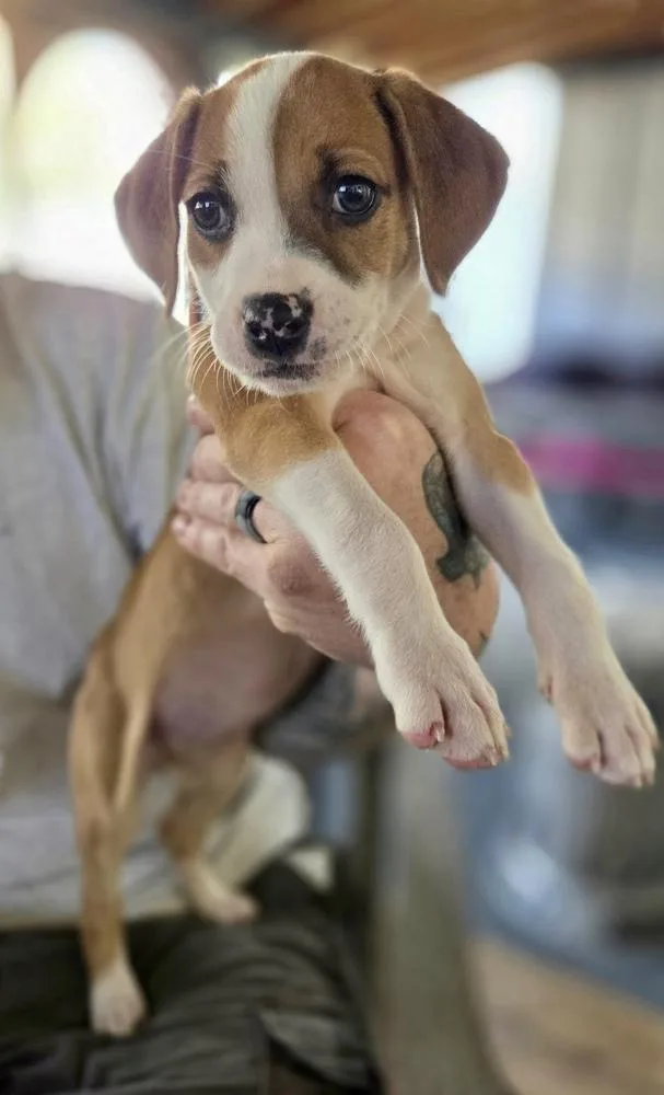 Cutie Pie thumbnail 2