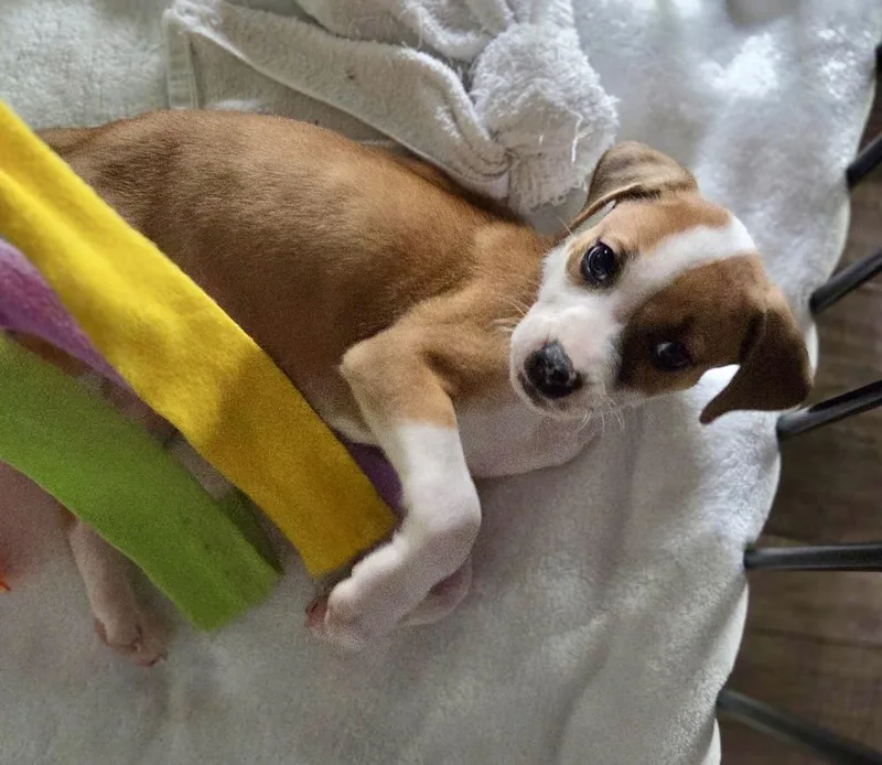 Cutie Pie thumbnail 3