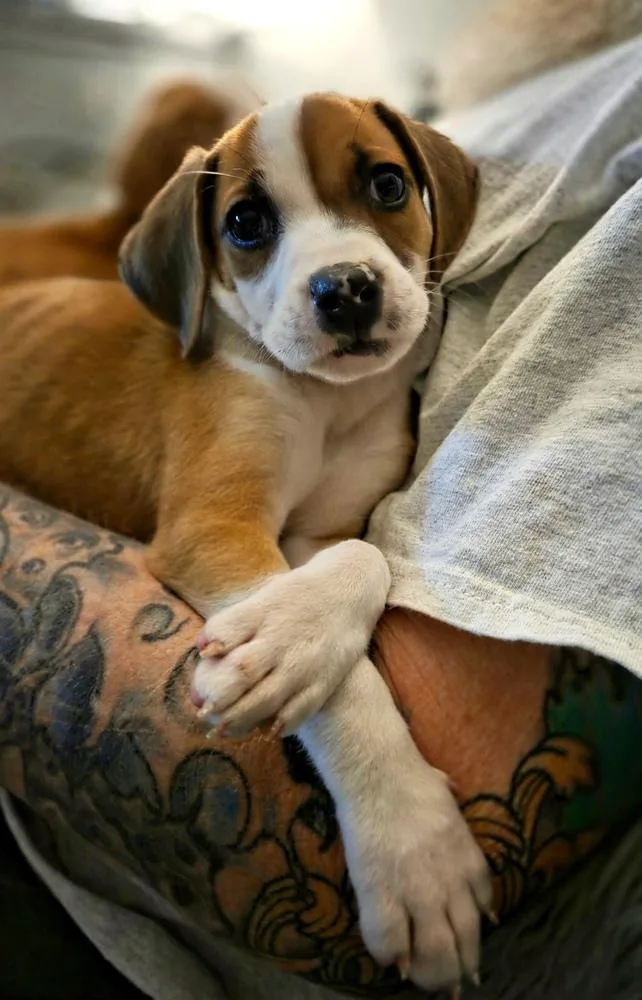 Cutie Pie thumbnail 4