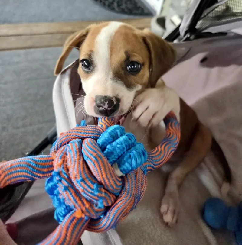 Cutie Pie thumbnail 5