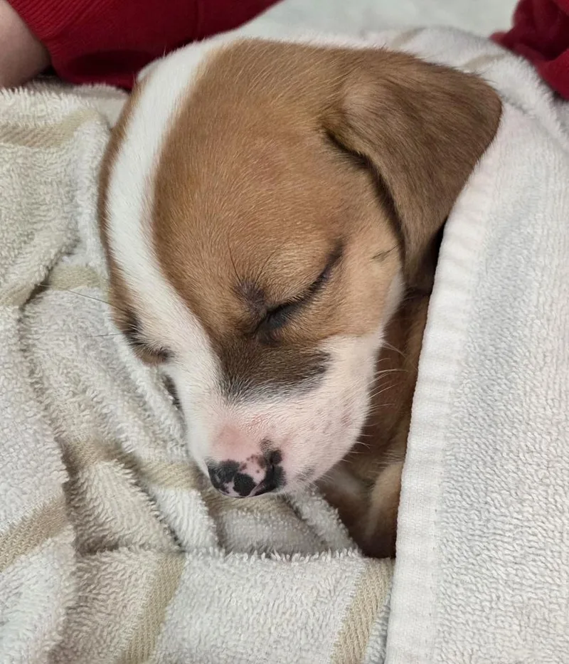 Cutie Pie thumbnail 6