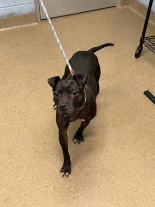 A senior medium-sized female Mixed Breed dog named Rashell for adoption in Chamblee, GA