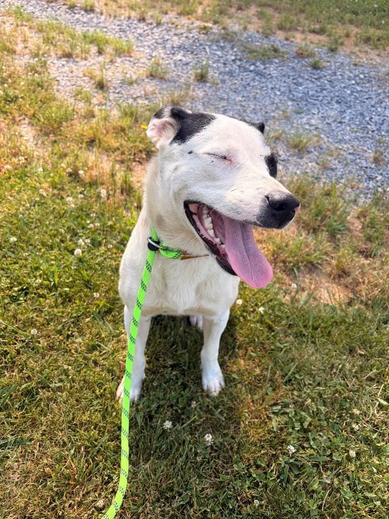 A baby large-sized female Collie dog named Blanch for adoption in Blountville, TN