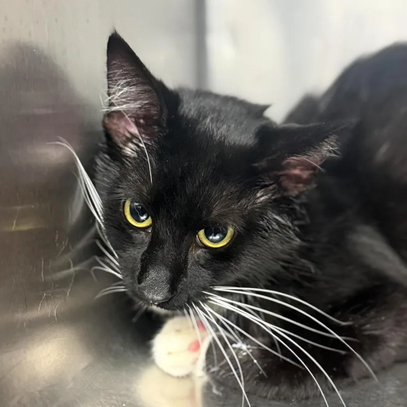An adult medium-sized male Black Domestic Short Hair cat named Elijah for adoption in Martinsville, VA