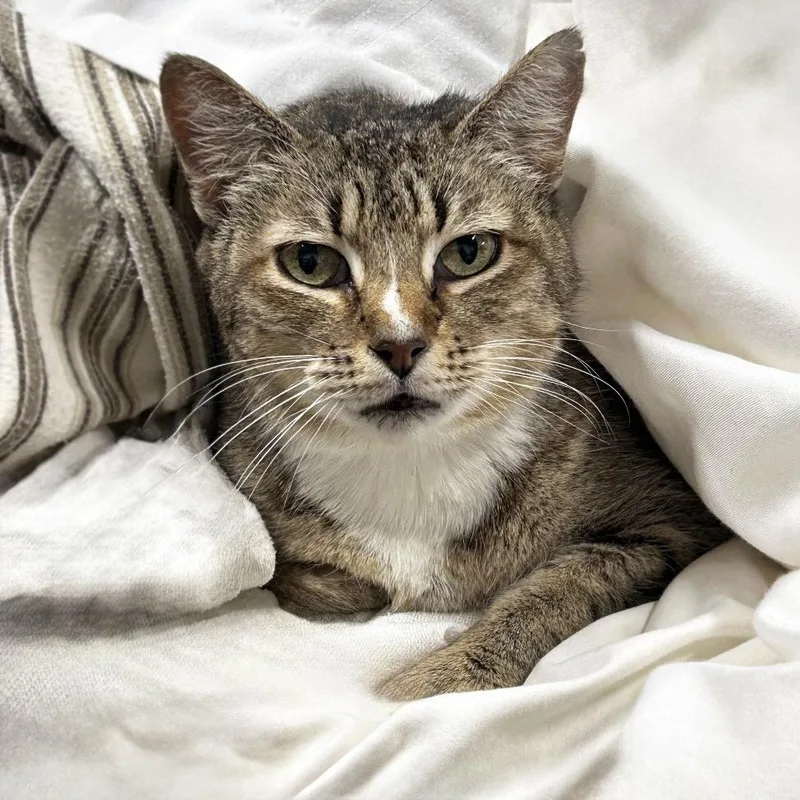 An adult small-sized female Gray / Blue / Silver Domestic Short Hair cat named Snoopy for adoption in Austin, TX