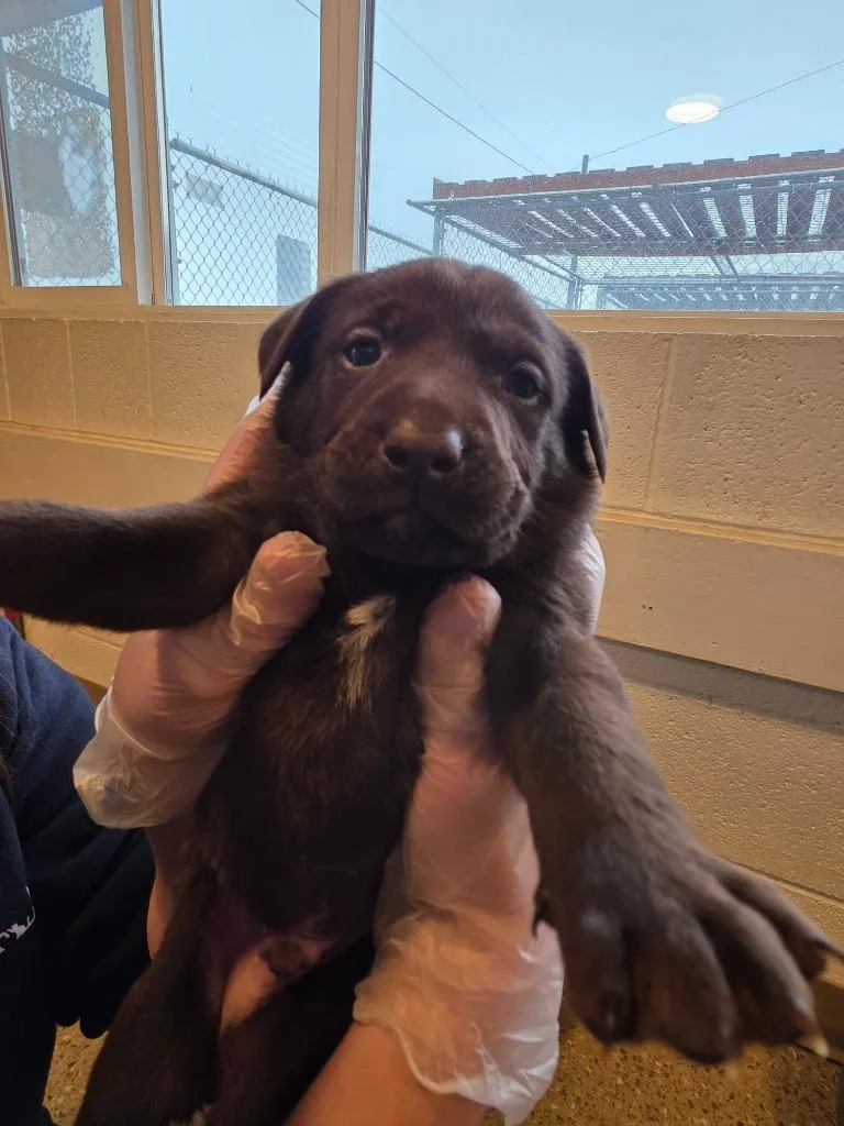 A baby medium-sized male Labrador Retriever dog named Forge for adoption in Gold Beach, OR