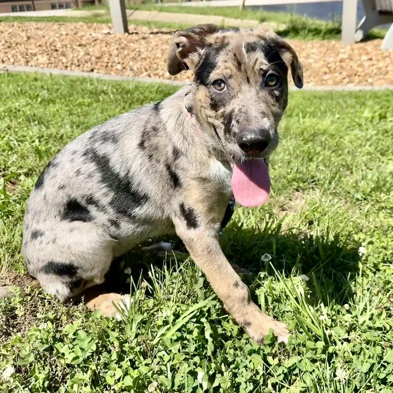 A baby large-sized female Gray / Blue / Silver Catahoula Leopard Dog dog named Donna K for adoption in Union, MO