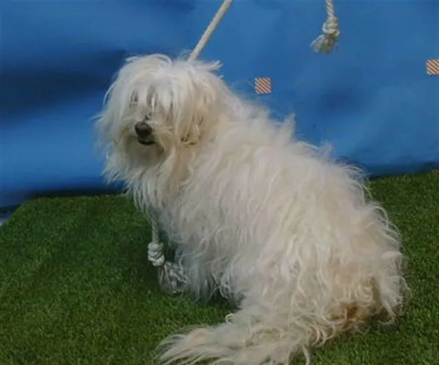 An adult medium-sized male Maltese dog named Kasper for adoption in Gardena, CA
