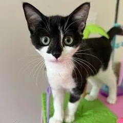 A baby medium-sized female Black & White / Tuxedo Tuxedo cat named Cookie Dough for adoption in Southern Pines, NC