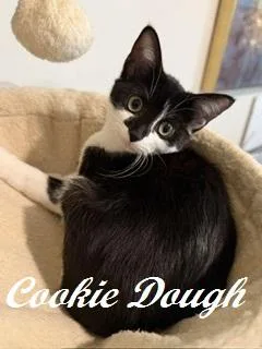 Cookie Dough thumbnail 3