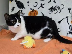 An adult medium-sized female Domestic Short Hair cat named Potato for adoption in Bucyrus, OH