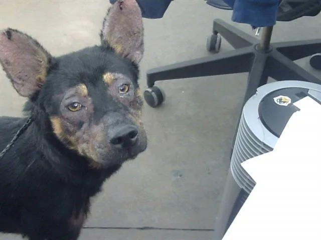 A young medium-sized female Mixed Breed dog named Rebecca for adoption in Dallas, TX