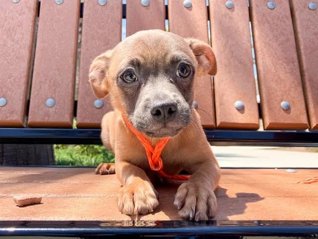 A baby small-sized male Papillon dog named Stormjaw for adoption in Tustin, CA