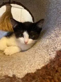 An adult small-sized male Domestic Short Hair cat named Dill for adoption in Pitman, NJ