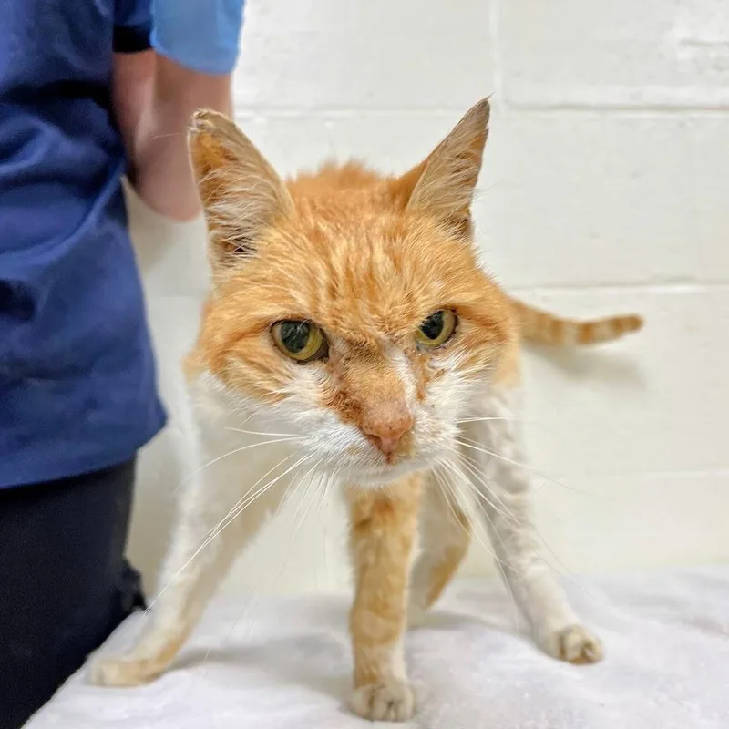 A senior small-sized male Orange / Red Domestic Short Hair cat named "Luke" for adoption in Verona, VA