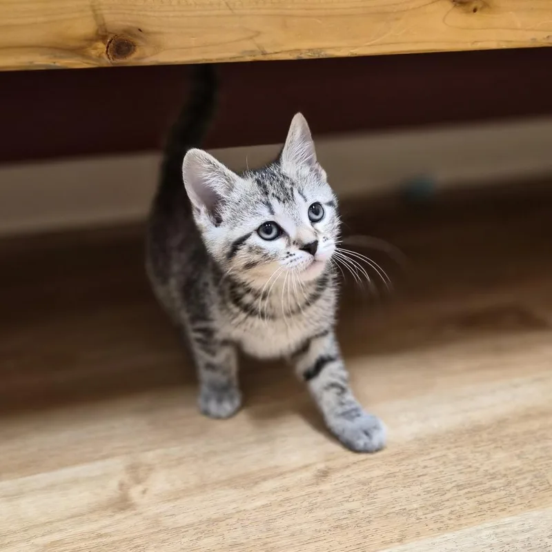Mo