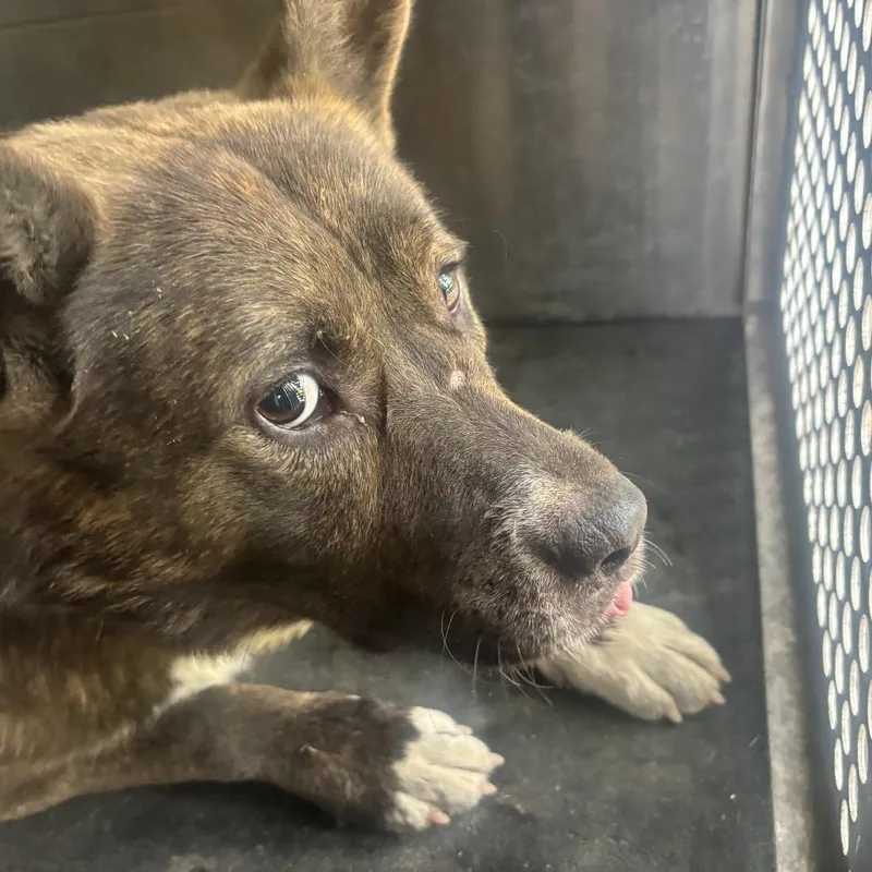 An adult large-sized male Black Shepherd dog named Johnny for adoption in Birmingham, AL