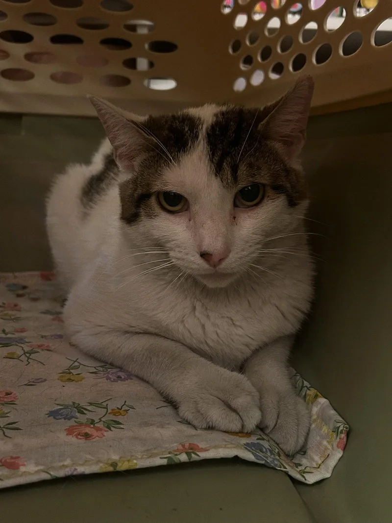 A young medium-sized male Domestic Short Hair cat named Porkchop for adoption in Trenton, NJ