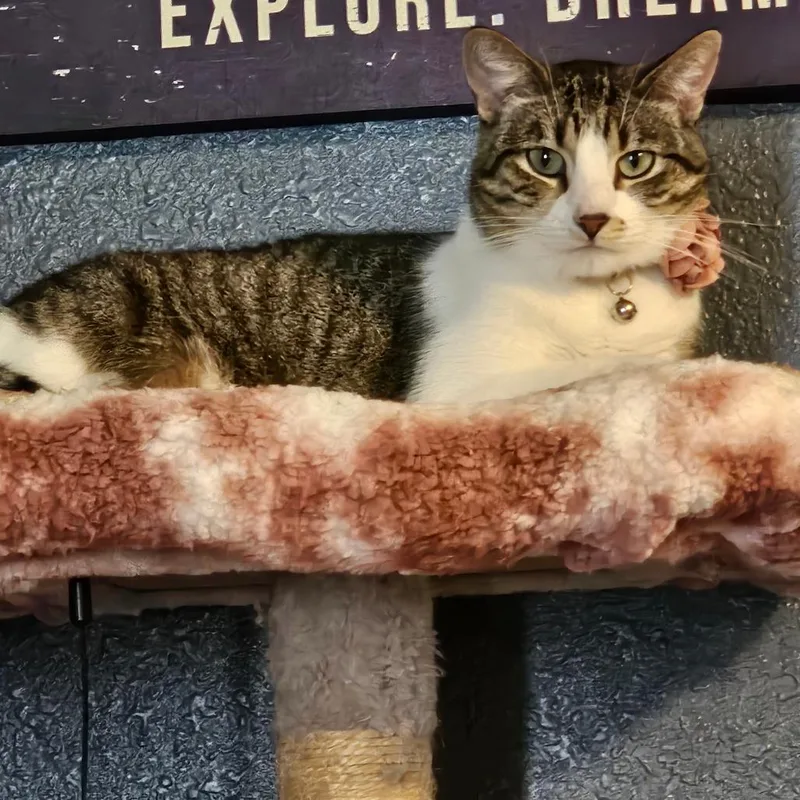 Cloudy C thumbnail 4