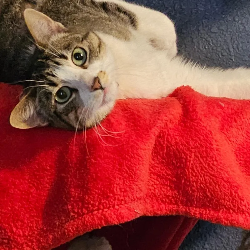 Cloudy C thumbnail 5