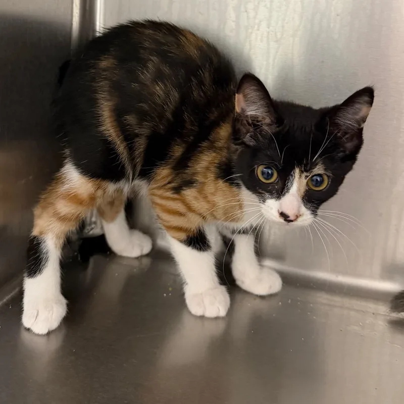 A baby small-sized female Calico Domestic Short Hair cat named Bass for adoption in Floresville, TX