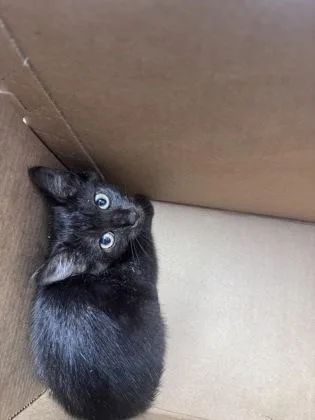 A baby small-sized male Domestic Short Hair cat named Zebra for adoption in West Chester, PA