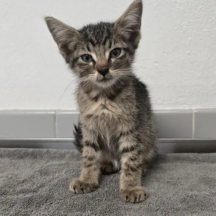 A baby small-sized male Brown / Chocolate Domestic Short Hair cat named Soundgarden for adoption in Austin, TX