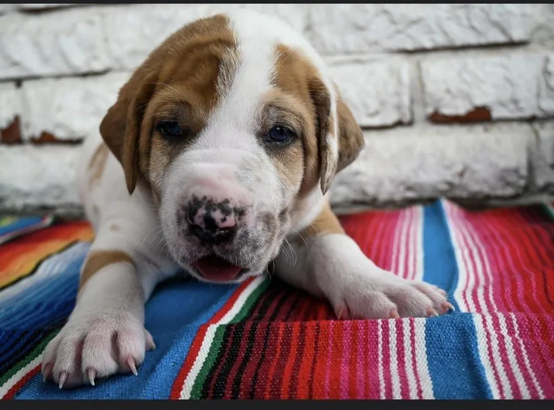 Burrito