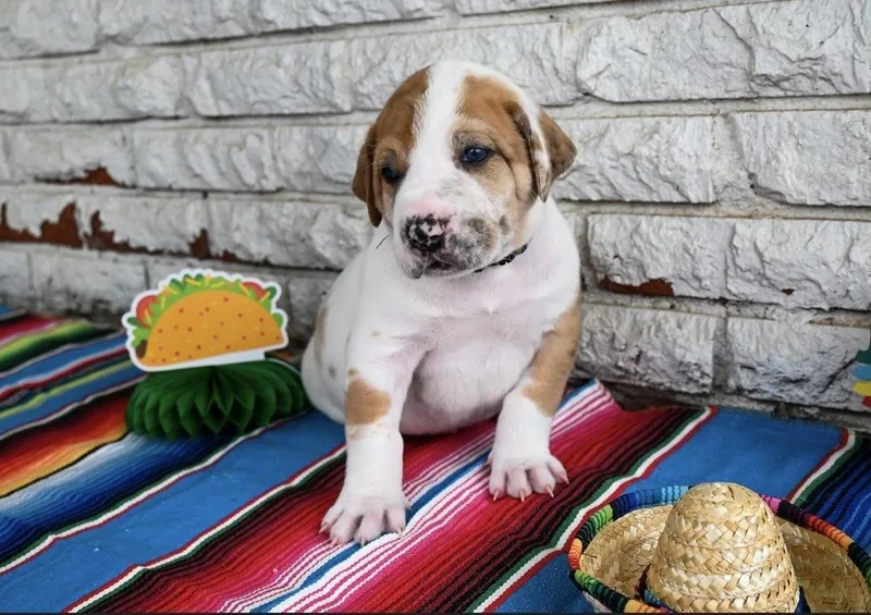 Burrito thumbnail 2