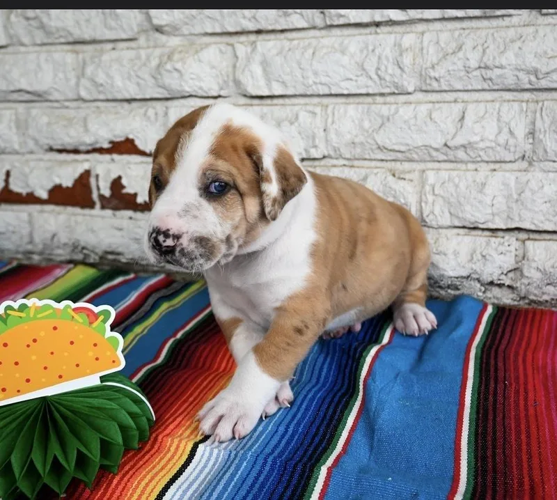 Burrito thumbnail 5