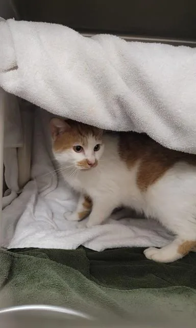 A young medium-sized male Domestic Short Hair cat named Fanta for adoption in Huntsville, AL